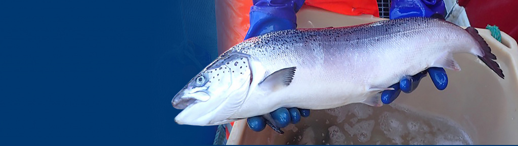 Fisk